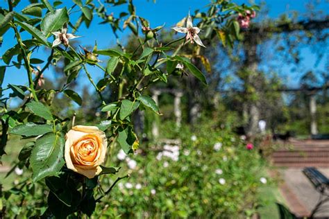 Flor Parque Jardim Foto Gratuita No Pixabay Pixabay