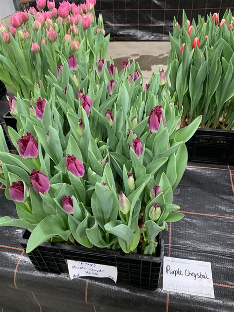 Tulp Purple Crystal Borst Bloembollen