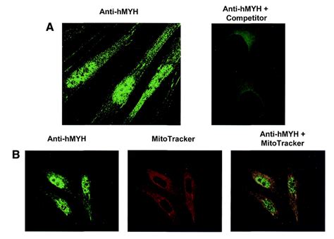 Subcellular Localization Of Hmyh In Actively Replicating Mrc Cells