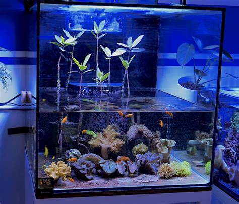 Tour Of Our Dedicated Mangrove Coral Community Aquarium Video