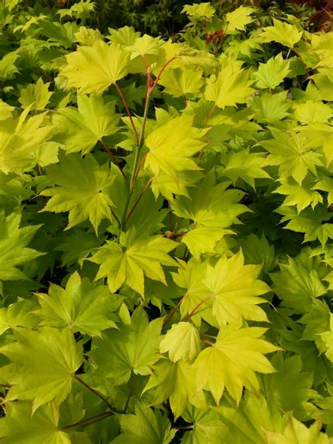 japanese maple full moon  wordpress