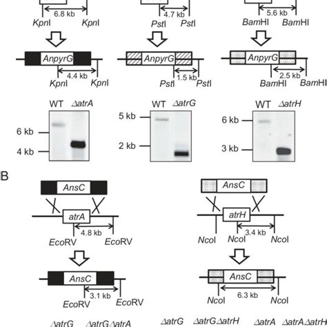 Northern Blot Analysis Of The ABC Transporter Genes In The Wild Type