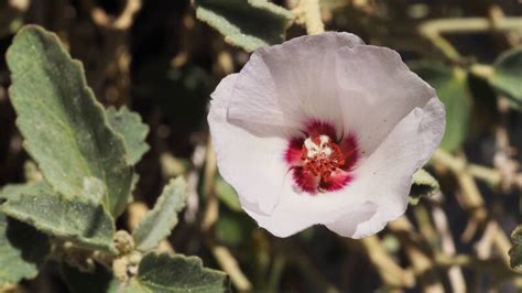 Plantfiles Pictures Hibiscus Species Paleface Rock Hibiscus