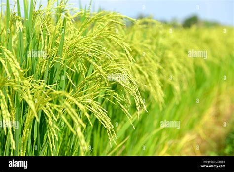 Rice Paddy Fields Thailand Stock Photo 67754299 Alamy