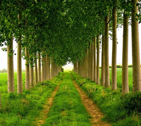 Sunlight Trees Forest Garden Grass Field Green Path Tree Leaf