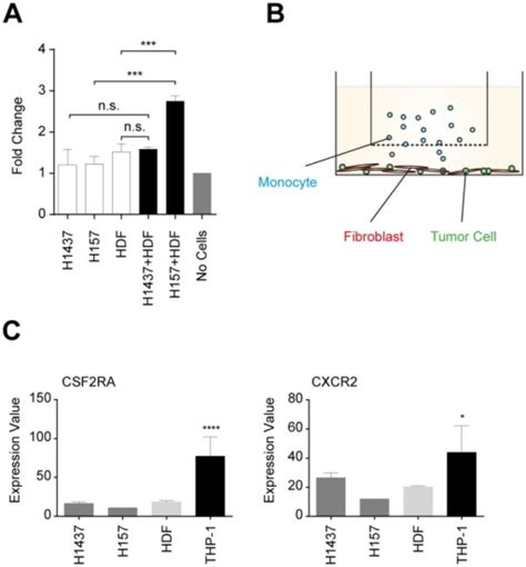 Transwell Migration Assay In A Triple Culture Of A Non Open I