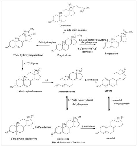 Medicinal Chemistry Biosynthesis Sex Hormones