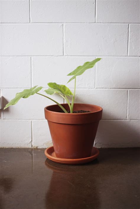 Prospect Studios — The Travelling Light