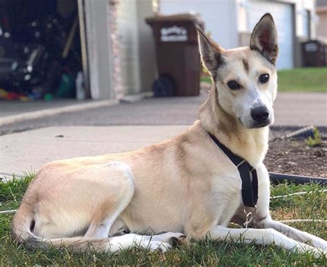 Greyhound Mixes: 21 Unique Crossbreeds (With Pictures)