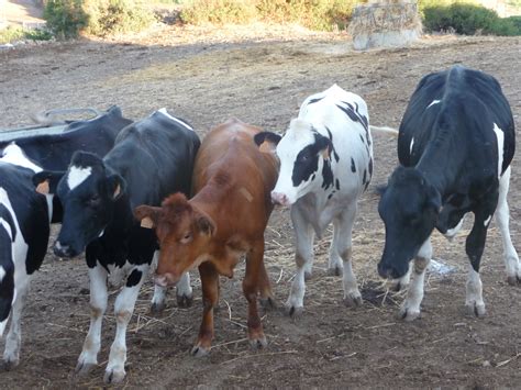 Mahon Mitica® 4 Months