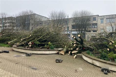 Plymouth Armada Way Trees May Stay For Weeks Before Being Cleared