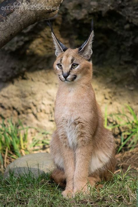 13 Facts about The Cutest Species ” Caracal Cat Breed” - Cats In Care