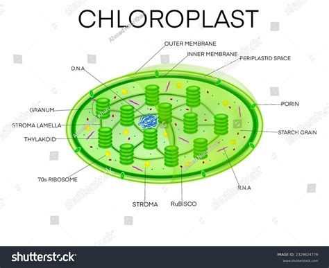 1,393 Membranes Chloroplast Images, Stock Photos & Vectors | Shutterstock