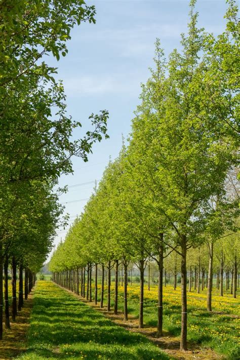 Jammu And Kashmir Medicinal Plants Introduction Centre