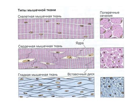 Мышечные ткани - презентация онлайн
