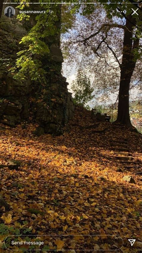 The Leaves Are Covering The Ground And Trees