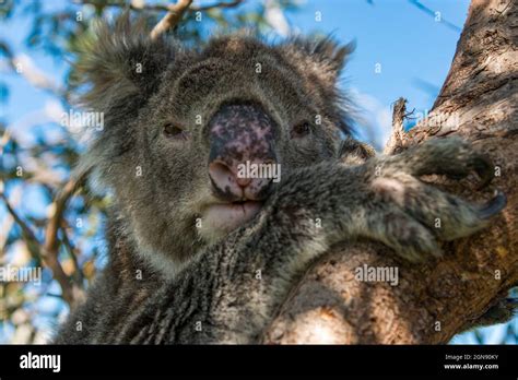 Koala on eucalyptus tree Stock Photo - Alamy