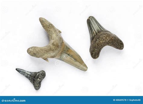 Fossilized Sharks Teeth Stock Photo Image Of Closeup 40669578
