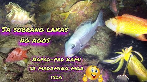 Eps 122 Sa Sobrang Lakas Ng Agos Napad Pad Kami Sa Madaming Mga Isda