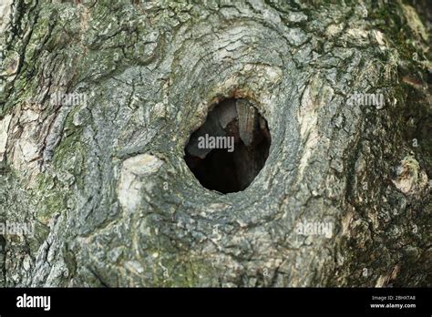 Tree Hollow Close Up Stock Photo Alamy