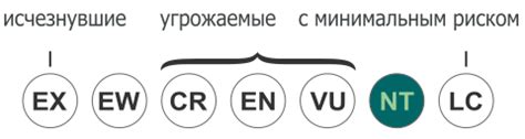 Саркосома шаровидная — Википедия