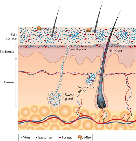 normal flora   skin skin microbiome microbe