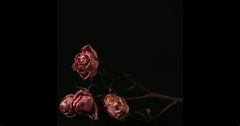 Альбом Cigarettes After Sex Piano Instrumental Peaceful Noise Apple Music