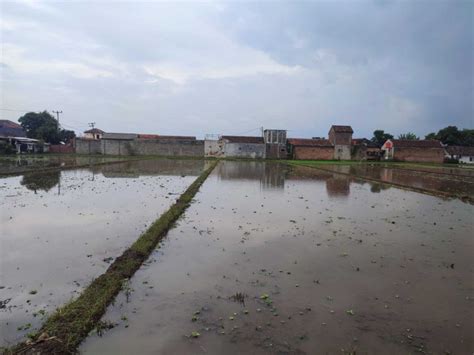 Jual Tanah Sawah