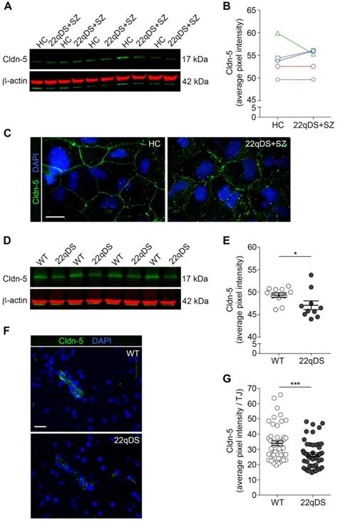 Rabbit Antibodies Against Claudin 1 Thermo Fisher Bioz