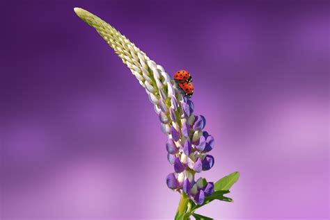 Ladybird Beetle Wallpapers - Wallpaper Cave