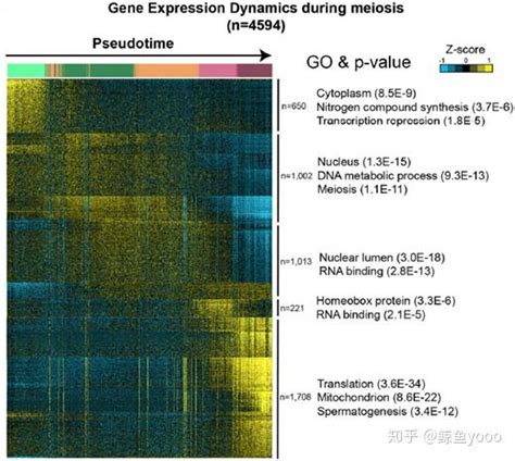 单细胞文献阅读：the Adult Human Testis Transcriptional …… 知乎