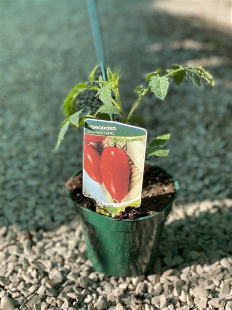 Pomodoro San Marzano Innestato Vivaio Roma Garden