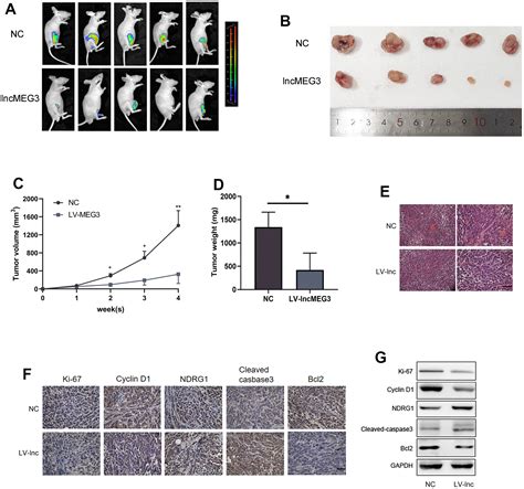 Long Noncoding Rna Meg Regulates Cell Proliferation And Apoptosis By