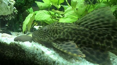 Poisson laveur de vitre - gros poisson - YouTube