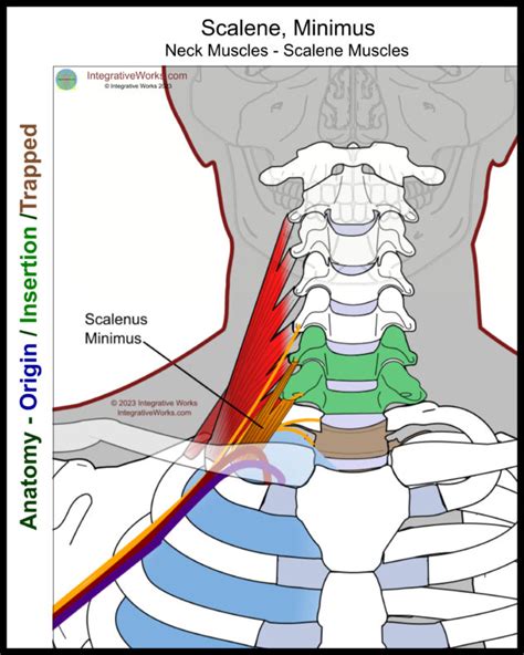 Scalene Muscles - Functional Anatomy - Integrative Works