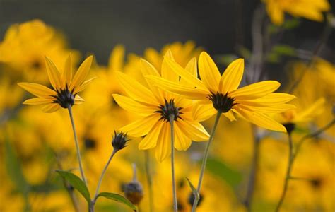 Jerusalem artichoke - planting, growing and harvesting