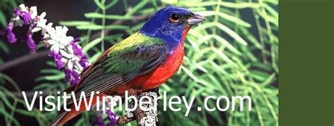 Painted Buntings Passerina Ciris How To Attract This Colorful Bird