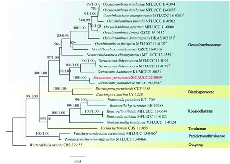 Phylogram Generated From Raxml Analysis Based On Combined Its Lsu