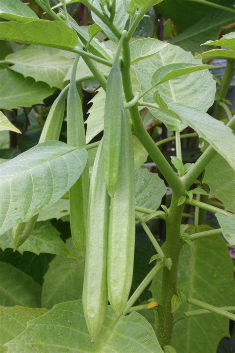 Angel Trumpet Seed Pods Walter Reeves The Georgia Gardener