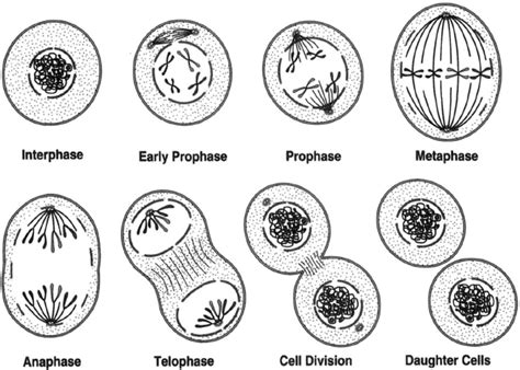 Free Download Anaphase Drawing Animal Cell Mitosis Mi - vrogue.co