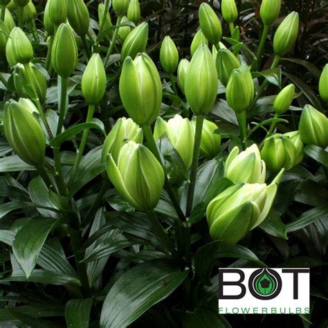 Mystery Dream – Bot Flowerbulbs