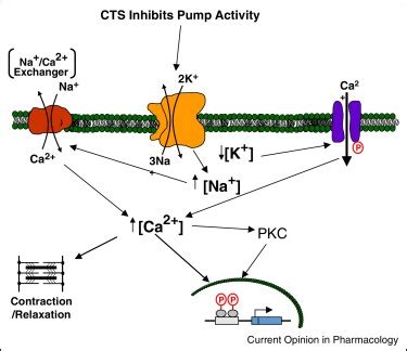 A Schematic Illustrating The Proposed Ionic Consequences Of Na K Atpase