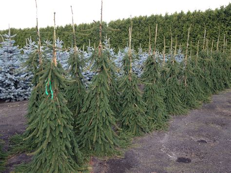 Ель Сербская Пендула (65 фото) » НА ДАЧЕ ФОТО