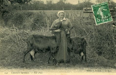 Sarthe Chevri Re Sarthoise Carte Postale Ancienne Et Vue D Hier Et