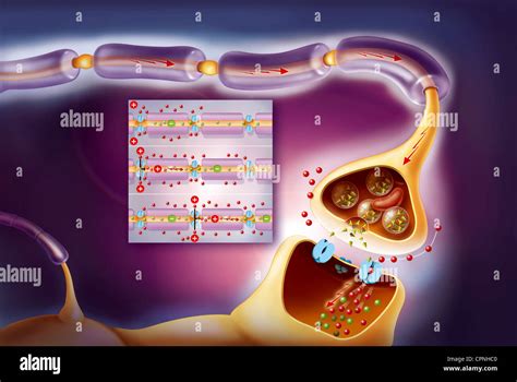 NERVE IMPULSE, DRAWING Stock Photo - Alamy