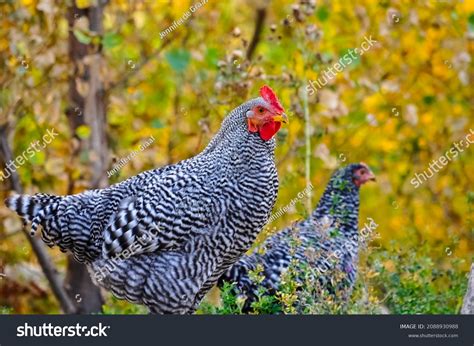 2289 Plymouth Rock Images Stock Photos And Vectors Shutterstock