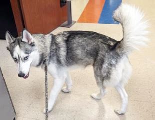 Manatee County Shelters in Florida