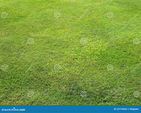 Mowed lawn stock photo. Image of flora, grow, grass, ground - 23710566