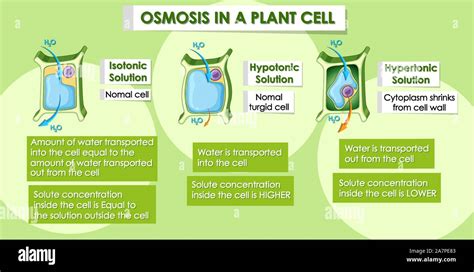 Osmosis In Plants