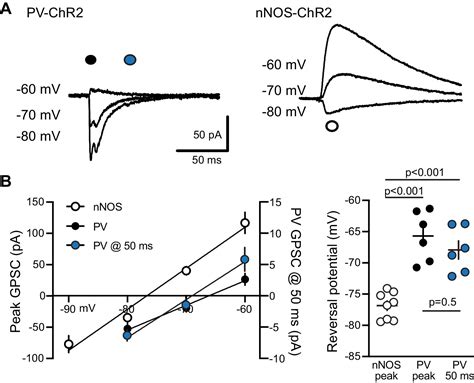 Figures And Data In Parvalbumin Interneurons Provide Spillover To Newborn And Mature Dentate